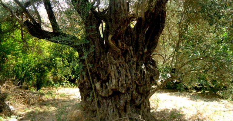 زيتونة معمرة في الأردن ساقها يتسع لثلاثة رجال