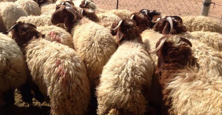 الآثار البيئية التي تسببها مخلفات الذبائح والأضاحي