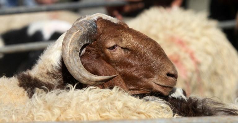 " البيطريين" تحذر من ذبح الأضاحي في أماكن عشوائية