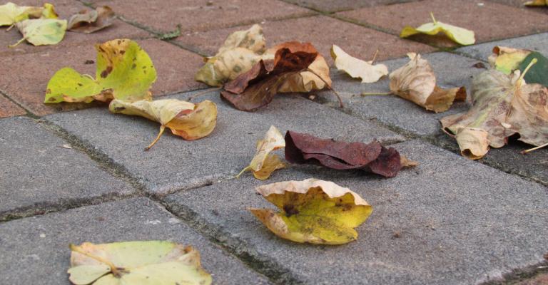 أجواء خريفية والعظمى في عمّان 29 أجواء خريفية والعظمى في عمّان 29