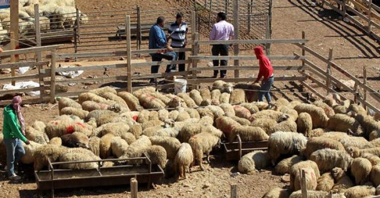 البدء برش وتعقيم مواقع بيع وذبح الأضاحي