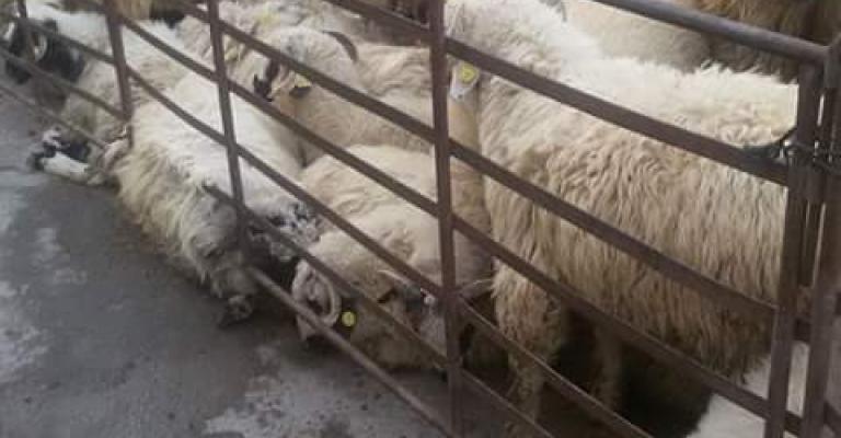 أسعار الأضاحي في الزرقاء بين 140 و260 دينارا، ومنع الحظائر داخل المدينة أسعار الأضاحي في الزرقاء بين 140 و260 دينارا، ومنع الحظائر داخل المدينة