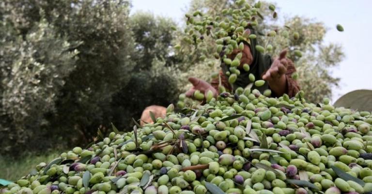 موسم الزيتون يأتي مبكرا... وتوقعات بزيادة إنتاجه موسم الزيتون يأتي مبكرا... وتوقعات بزيادة إنتاجه