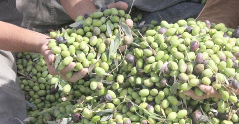 الزراعة: تصدير الزيتون لإسرائيل لا يؤثر على السوق المحلي الزراعة: تصدير الزيتون لإسرائيل لا يؤثر على السوق المحلي
