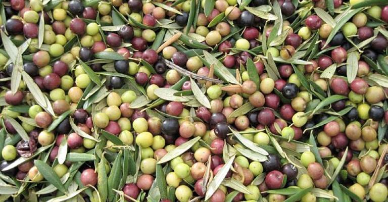 تصدير الزيتون إلى إسرائيل.. بين الاقتصادي والوطني