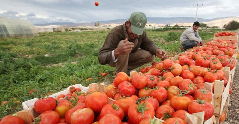 مزارعو الأغوار يطالبون بحماية منتجهم