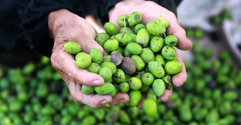 الزيتون الأردنيّ... الطريق إلى إسرائيل الزيتون الأردنيّ... الطريق إلى إسرائيل