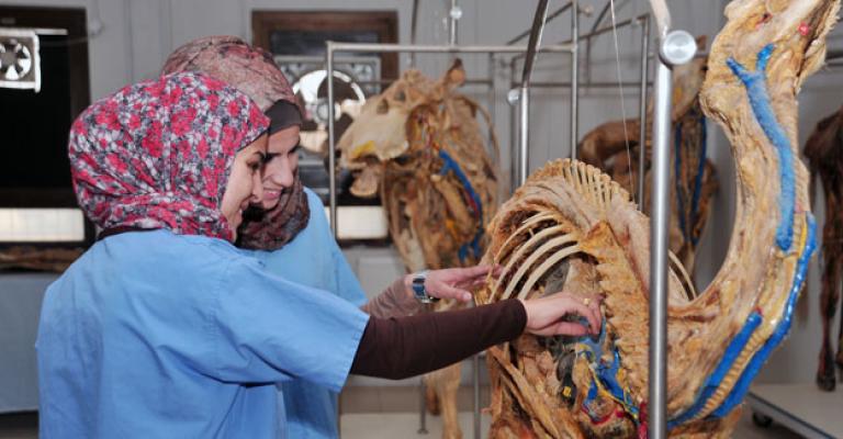 19 منحة في الطب البيطري من التعليم العالي 19 منحة في الطب البيطري من التعليم العالي