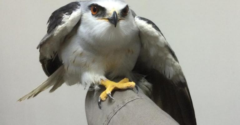 حماية البيئة تضبط صيادين بحوزتهم طيور ممنوع صيدها