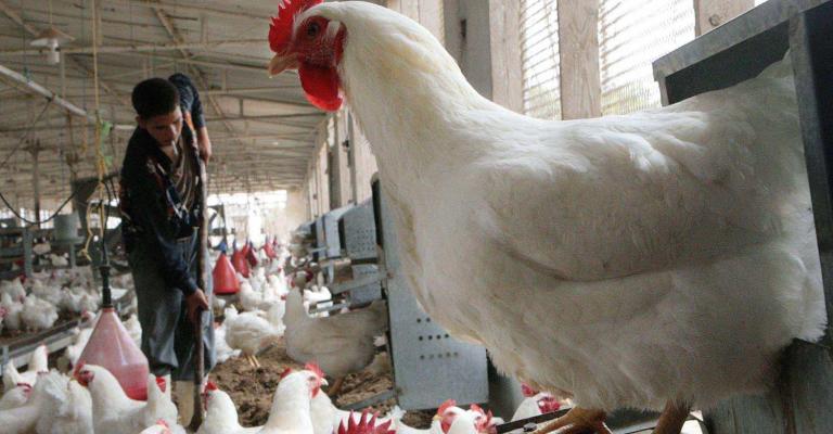 ترجيح ارتفاع أسعار الدواجن خلال المنخفض