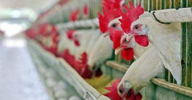 تكلفة إضافية على قطاع الدواجن