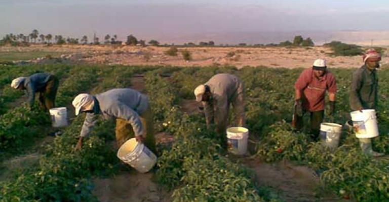 "العاملين في الزراعة" تحضر للتصعيد