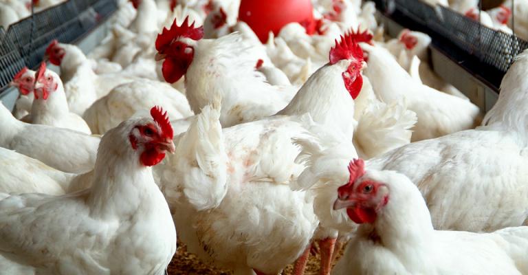 تهاوي أسعار الدواجن تهاوي أسعار الدواجن