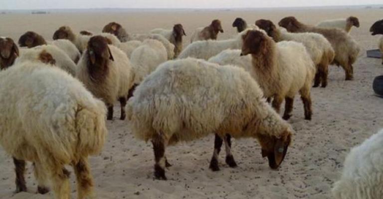 القبض على سارقي أغنام في المفرق