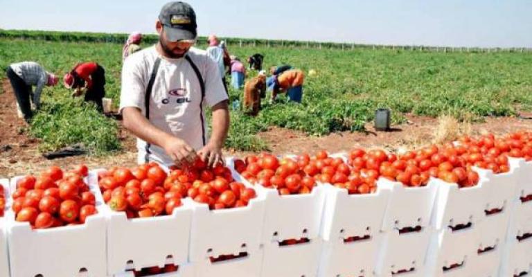 انخفاض أسعار الخضار والبندورة بـ7 قروش