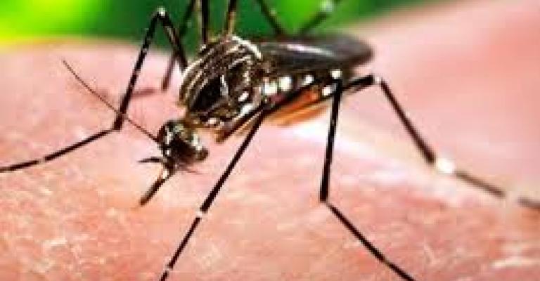 ماذا تعرف عن فايروس زيكا ؟