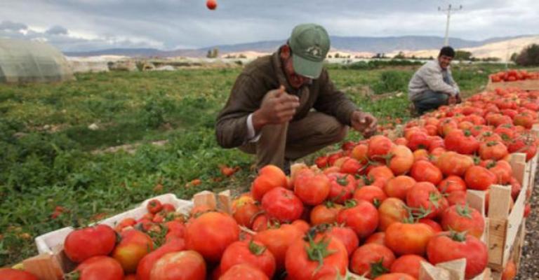 كيلو البندورة أقل من 7 قروش