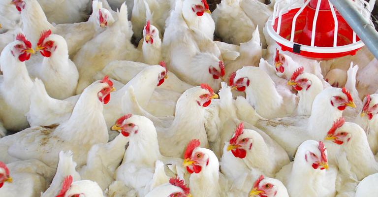 تحديد سعر الدجاج بـ 169 قرش