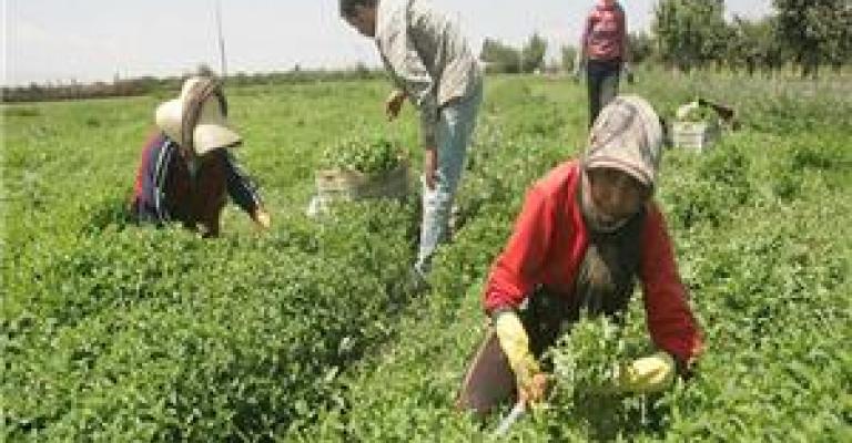 الصعوبات التي تواجه العاملين والعاملات في قطاع الزراعة