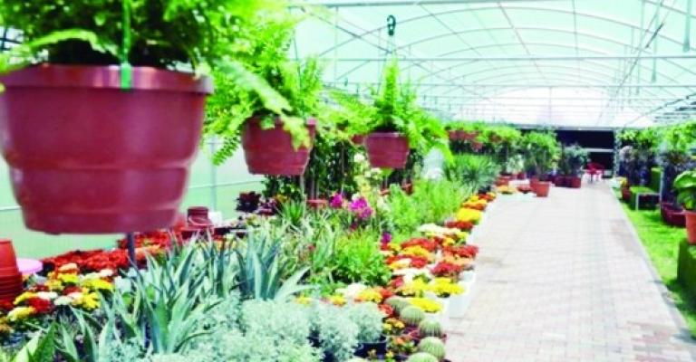 مشاتل الأمانة تنتج 1.25 مليون شتلة سنوياً مشاتل الأمانة تنتج 1.25 مليون شتلة سنوياً