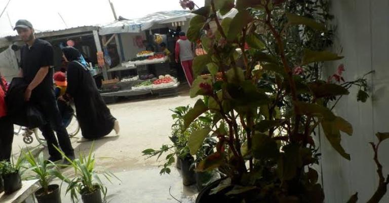 مساحات خضراء في الزعتري.. زراعة الشجر وغرس الأمل مساحات خضراء في الزعتري.. زراعة الشجر وغرس الأمل