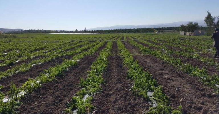 "مزارعي وادي الأردن" يصعّد احتجاجاً على وضع الزراعة "مزارعي وادي الأردن" يصعّد احتجاجاً على وضع الزراعة