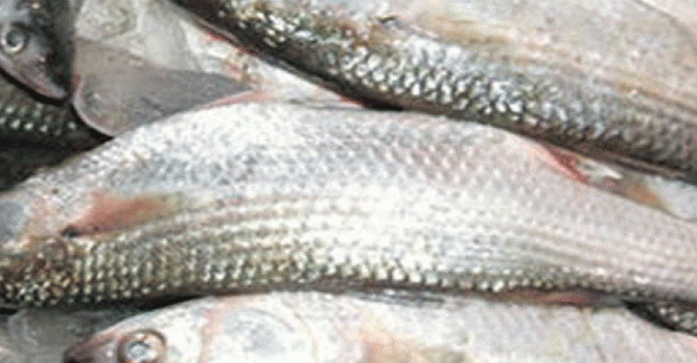 ضبط أسماك تحتوي على ديدان في الكرك ضبط أسماك تحتوي على ديدان في الكرك