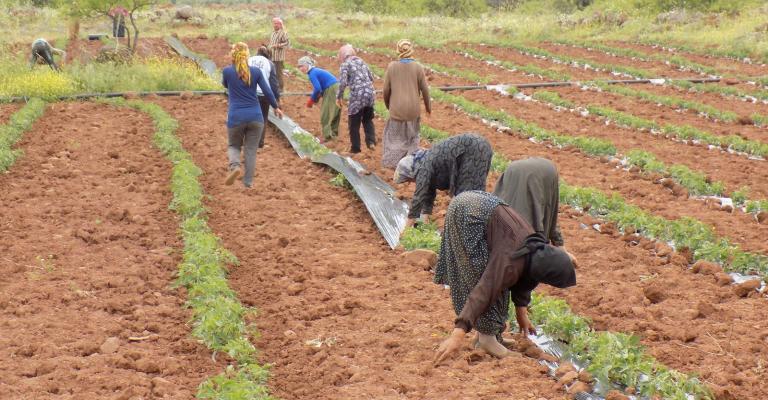 وحدات زراعية قائمة على أكتاف طفلات عاملات وحدات زراعية قائمة على أكتاف طفلات عاملات