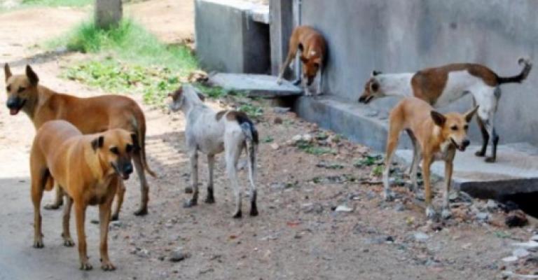 الأمانة: حملات على الحشرات والقوارض و الكلاب الضالة الأمانة: حملات على الحشرات والقوارض و الكلاب الضالة