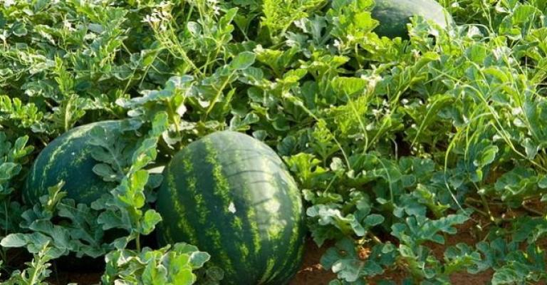 الأردن يصدر 2700 طن بطيخ وشمام إلى الخليج ولبنان