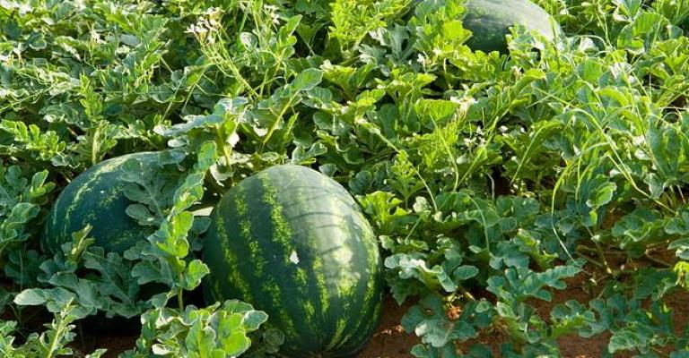 العوران: موسم البطيخ تأثر بالصقيع والفيضانات