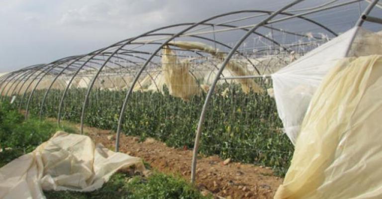 تضرر 30-40% من محصول وادي الأردن بسبب الحر