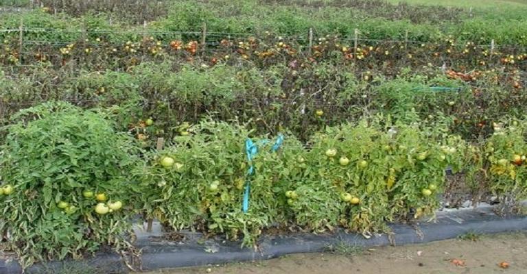 "الزراعة" تحذر المزارعين ومربي الثروة الحيوانية من آثار موجة الحر