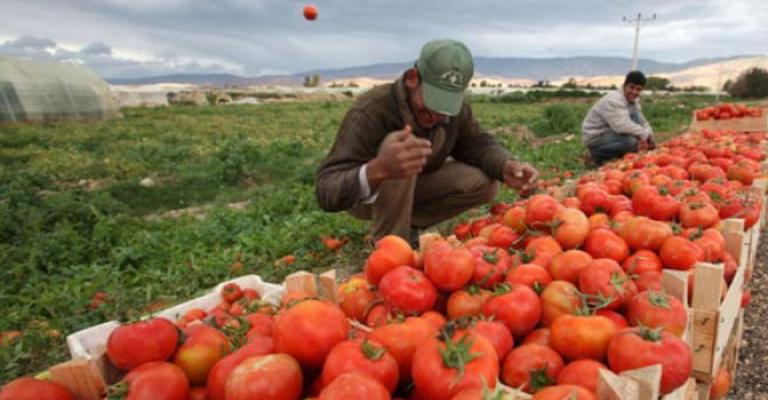 ارتفاع أسعار بعض الخضار وكيلو البندورة بـ"دينار"