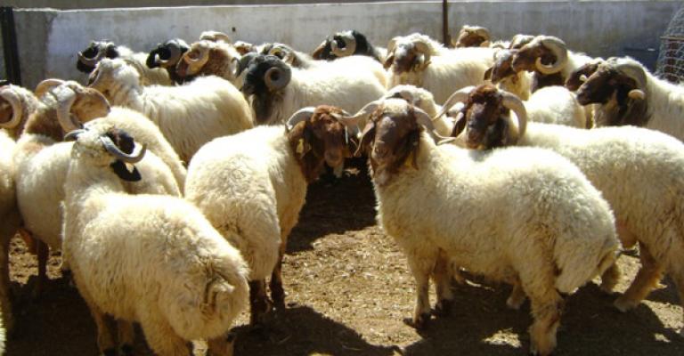 الزراعة تنفي إصابة أغنام الخناصرة بالطاعون