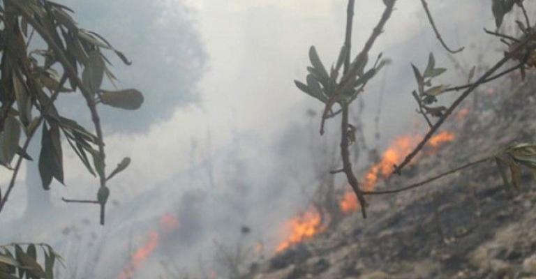حريق يأتي على 200 شجره حرجية ومثمرة في كفرنجة