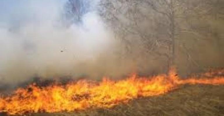 حريق أعشاب جافة وأشجار حرجية في عجلون حريق أعشاب جافة وأشجار حرجية في عجلون