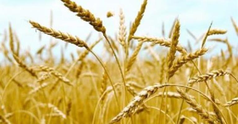 "الزراعة" تبدأ حملة لمكافحة دودة الزرع