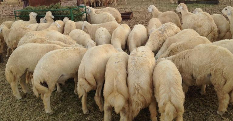 500 ألف أضحية في الأسواق المحلية