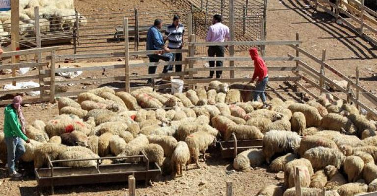 "الأمانة" توفر خدمة الاستعلام عن مواقع بيع الأضاحي إلكترونياً