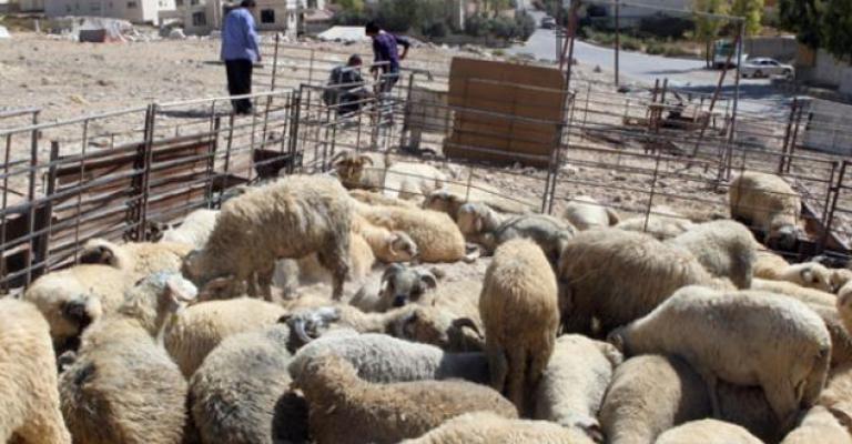 ارتفاع مخالفات مواقع بيع الأضاحي عن العام الماضي