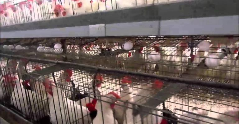 76 ألف طن دجاج استهلاك المملكة بالربع الثاني