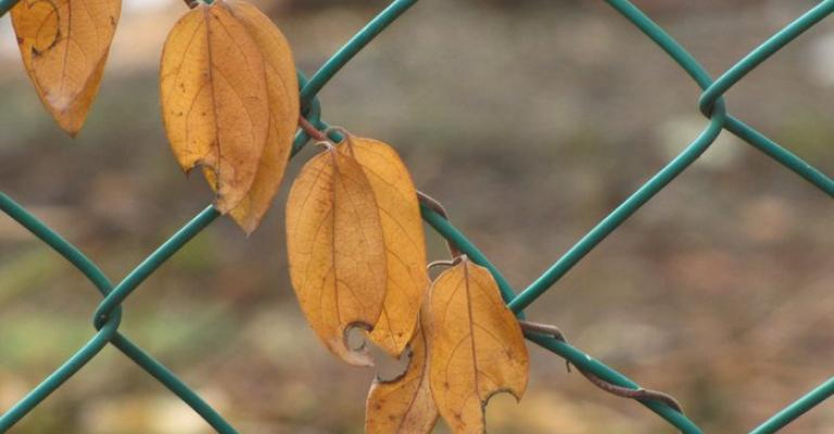 طقس خريفي معتدل حتى نهاية الأسبوع