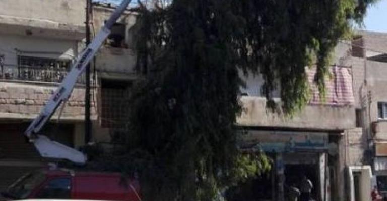 الأمانة تواصل تقليم الأشجار الملامسة لأسلاك الكهرباء