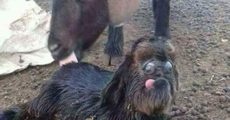 ماعز تضع حملا غريبا في المفرق