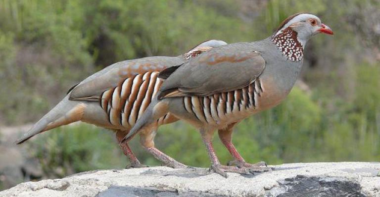 إطلاق طيور الشنار في مناطق الغابات بشمال المملكة إطلاق طيور الشنار في مناطق الغابات بشمال المملكة