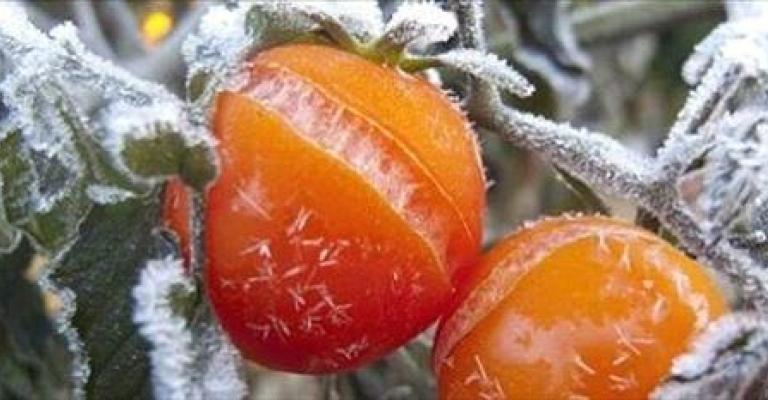 الزراعة: خطة طوارئ لمواجهة الموجة الباردة