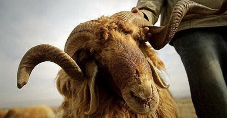 تصدير 24 الف خروف بلدي الى الخليج الشهر الماضي تصدير 24 الف خروف بلدي الى الخليج الشهر الماضي