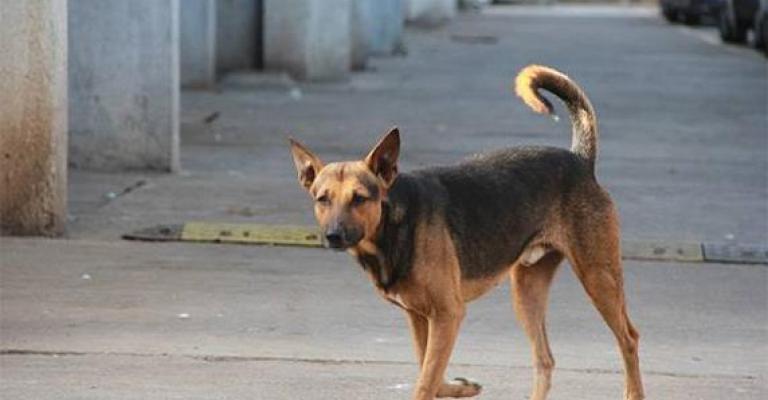 كلاب ضالة تستوطن مقبرة الرصيفة