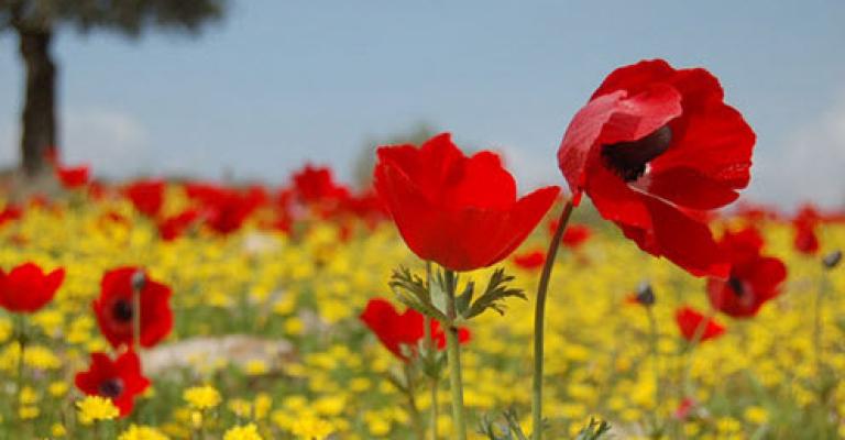 طقس دافئ اليوم وانخفاض الحرارة غدا طقس دافئ اليوم وانخفاض الحرارة غدا